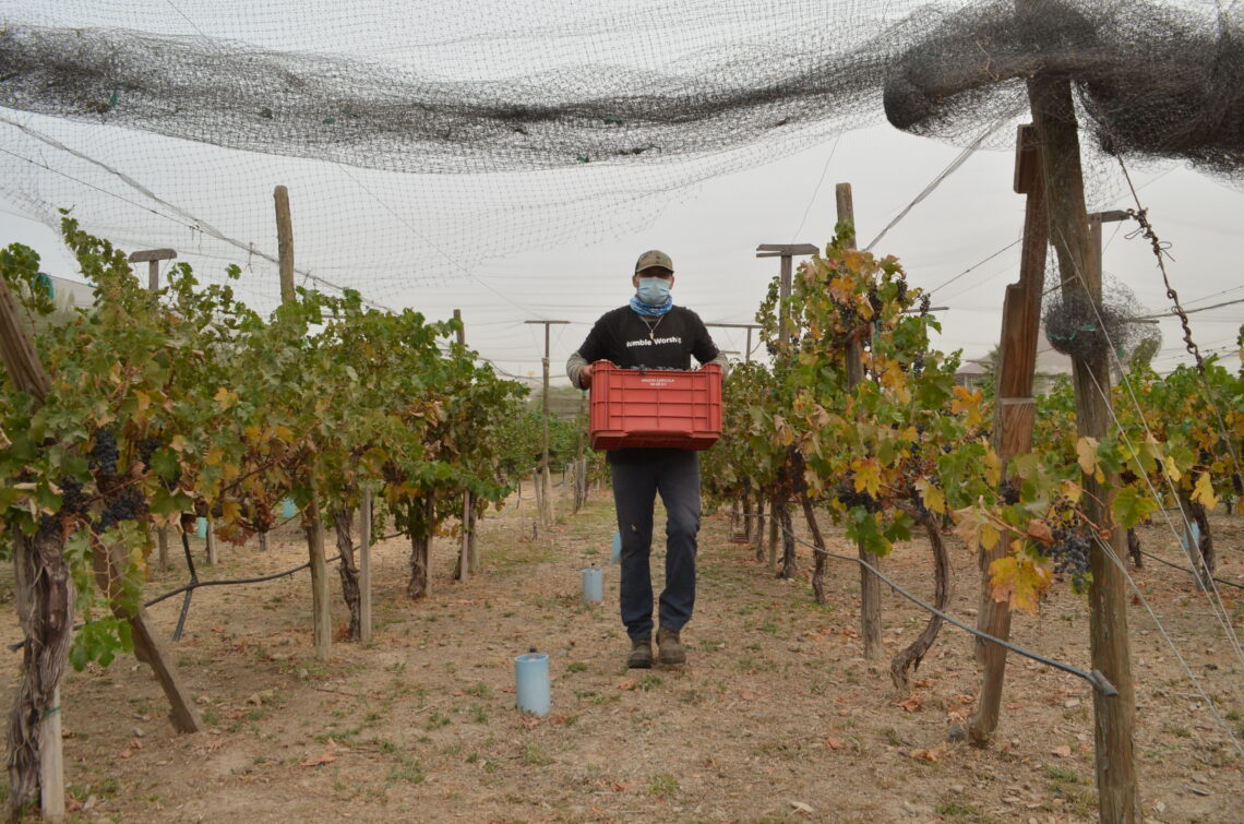 Impulsa Cespt el uso experimental de agua tratada en cultivo de uva