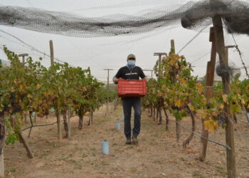 Impulsa Cespt el uso experimental de agua tratada en cultivo de uva