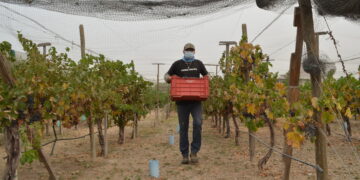 Impulsa Cespt el uso experimental de agua tratada en cultivo de uva