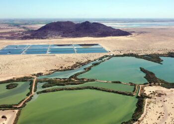 Humedal «Las Arenitas»: Hogar para especies endémicas y migratorias