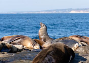 Más de un millón de dólares en subvenciones para fortalecer la resiliencia costera de la región Cali-Baja