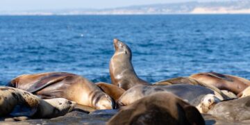 Más de un millón de dólares en subvenciones para fortalecer la resiliencia costera de la región Cali-Baja