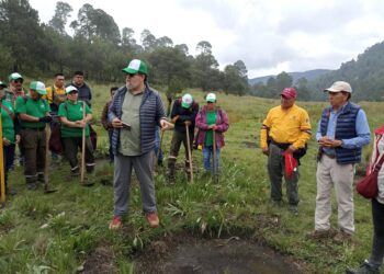 Desplaza jardinería comercial a la flora nativa en Tijuana