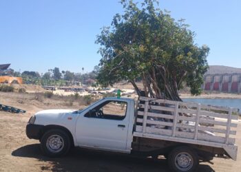 Reubicados 70 árboles desde el CUES-UABC al Parque Esperanto: SMADS