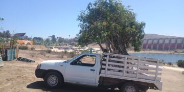 Reubicados 70 árboles desde el CUES-UABC al Parque Esperanto: SMADS
