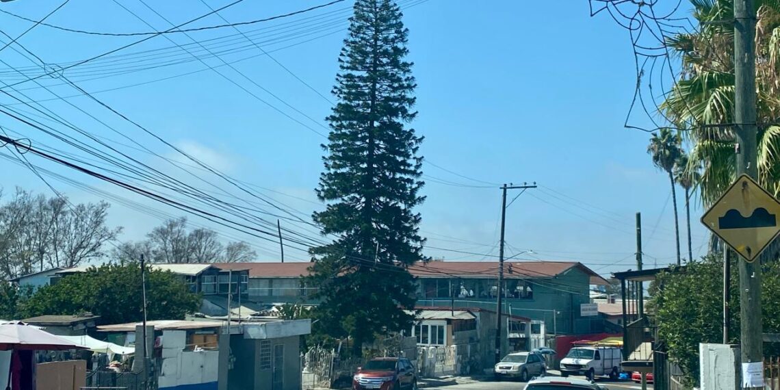 Advierten sobre consecuencias legales por talar árboles urbanos sin autorización