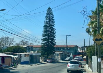 Advierten sobre consecuencias legales por talar árboles urbanos sin autorización