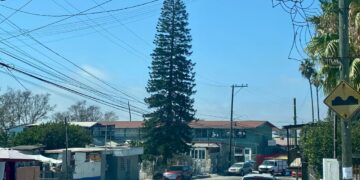 Advierten sobre consecuencias legales por talar árboles urbanos sin autorización