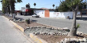 Proponen infraestructura verde en camellones para mejorar gestión del agua