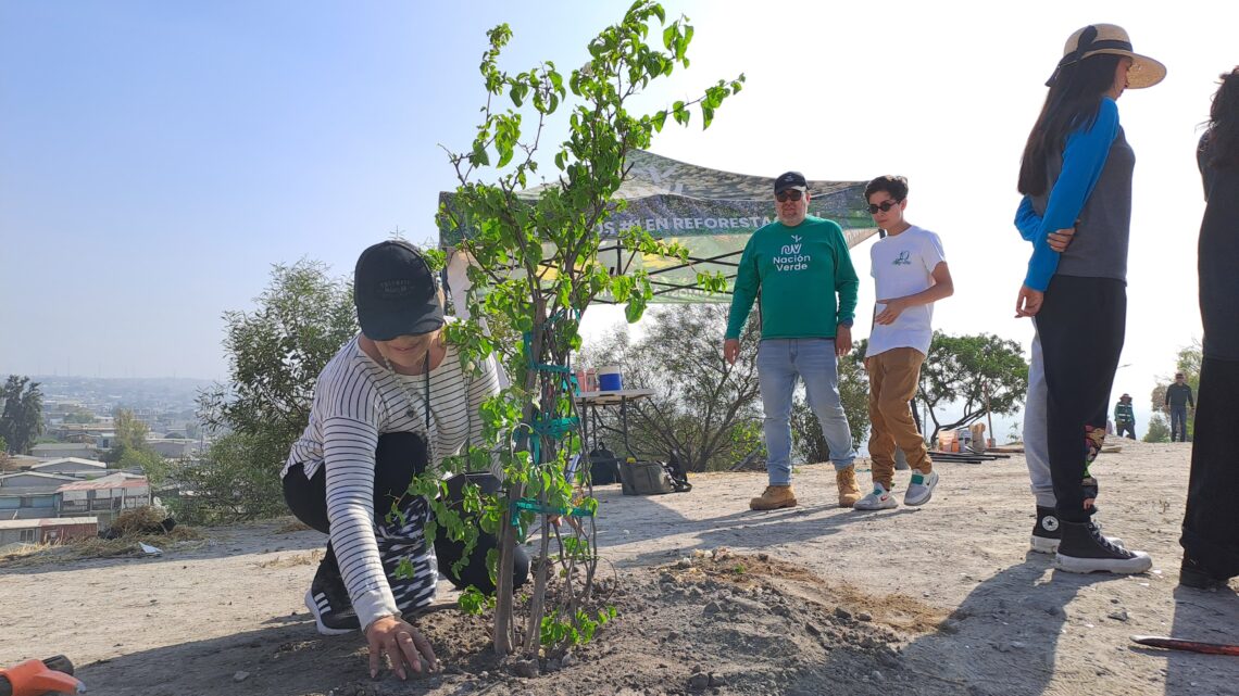 Trabaja Nación Verde en conservación de árboles en Tijuana