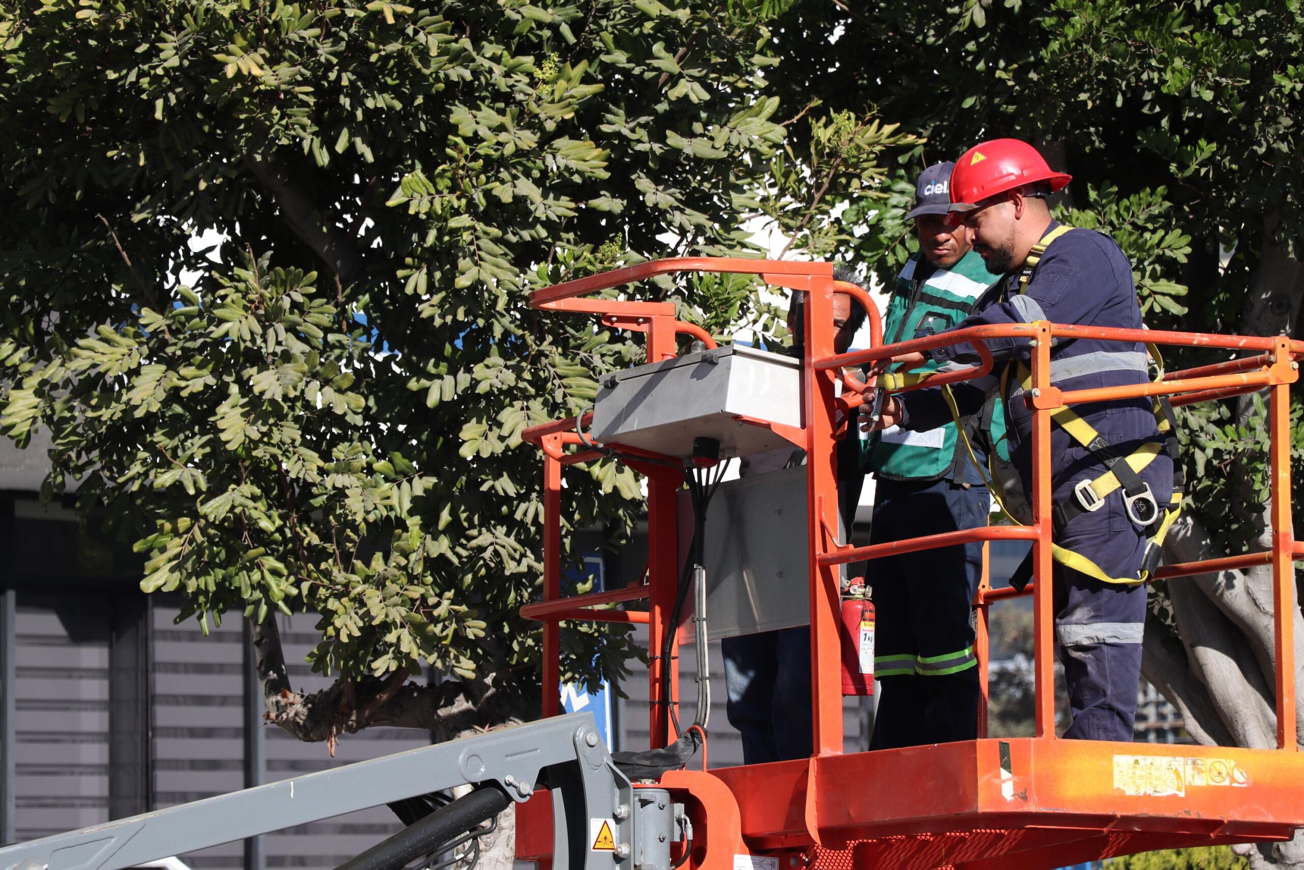 Llama Nación Verde a reforzar poda preventiva ante vientos de Santa Ana