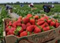 Impone márgenes antidumping preliminares de hasta 5.28% a fresa mexicana: DOC