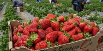 Impone márgenes antidumping preliminares de hasta 5.28% a fresa mexicana: DOC
